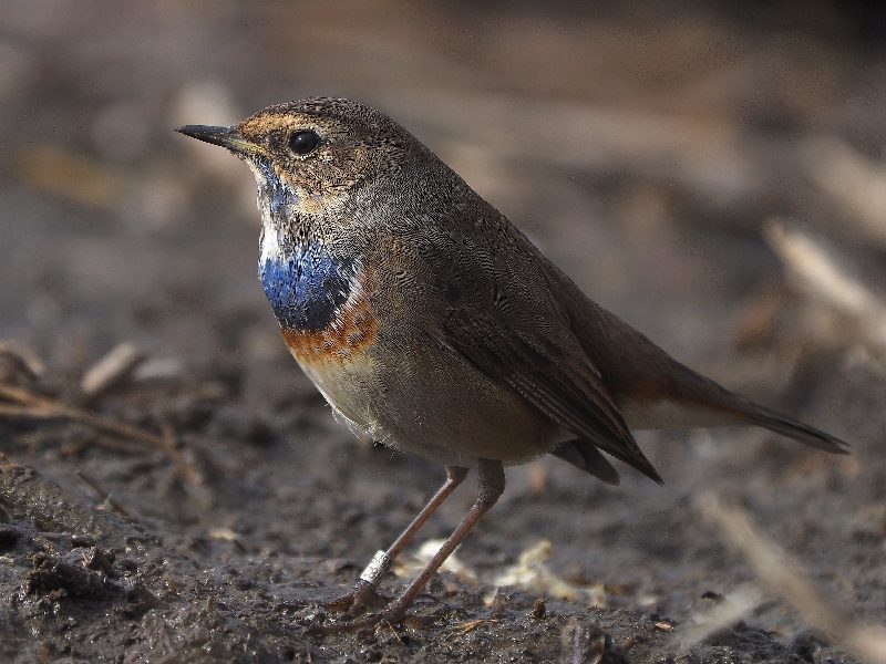 Pettazzurro (Luscinia svecica) ♂♀